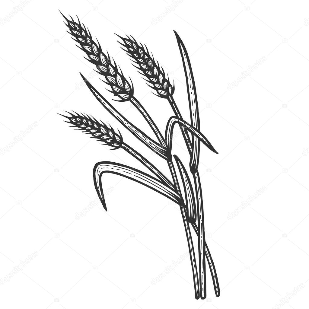 Wheat ear spikelet sketch engraving vector illustration. Scratch board style imitation. Black and white hand drawn image.
