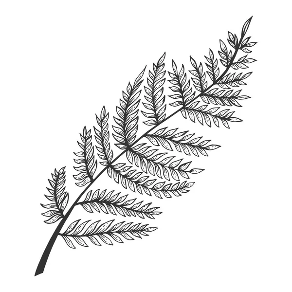 Fern gyógynövény növény vázlat gravírozás vektor illusztráció. Scratch Board stílus utánzat. Kézzel rajzolt kép fekete-fehér. — Stock Vector