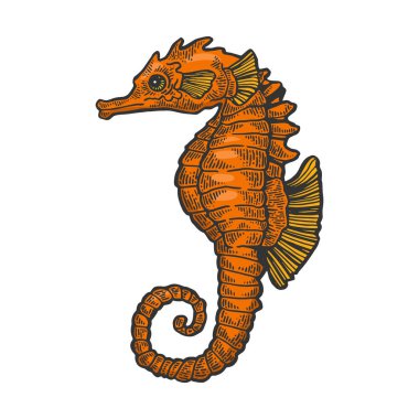 Deniz atı hayvan rengi kroki gravür vektör illüstrasyon. Scratch tahta tarzı taklit. Siyah beyaz elle çizilmiş görüntü.