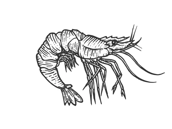 Räkor havet Caridea djur gravyr vektor illustration. Scratch board stil imitation. Svart och vit handritad bild. — Stock vektor