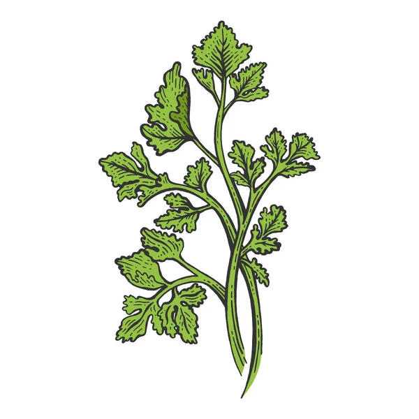 Cilantro koriander peterselie groen kruid Spice kleur schets gravure vector illustratie. Imitatie van Scratch board stijl. Hand getekende afbeelding. — Stockvector