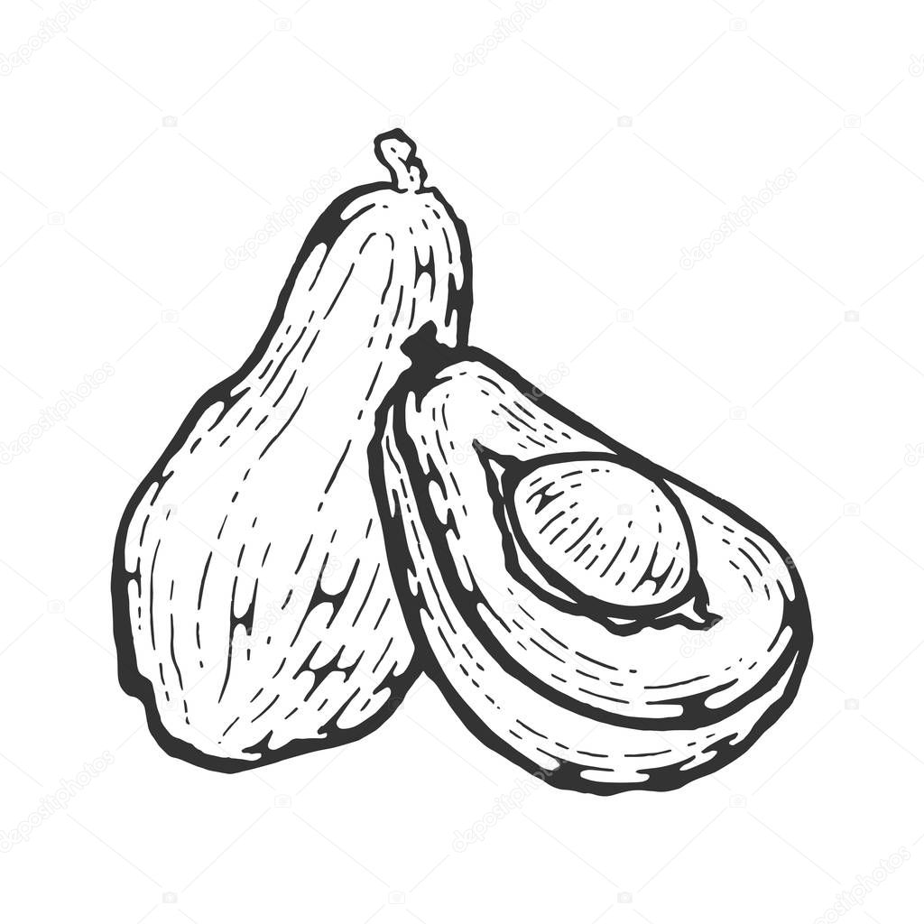 Avocado plant sketch engraving vector illustration. Scratch board style imitation. Hand drawn image.