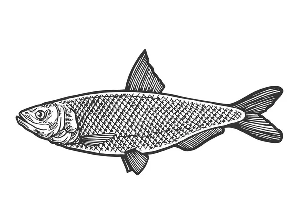 Arenque Clupea peixe alimento animal esboço gravura vetor ilustração. Imitação de estilo Scratch board. Imagem desenhada à mão preto e branco . —  Vetores de Stock