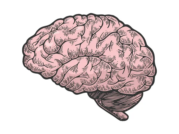 Schematico del cervello umano disegno a colori vintage incisione vettoriale illustrazione. Imitazione in stile gratta e vinci. Immagine disegnata a mano in bianco e nero . — Vettoriale Stock