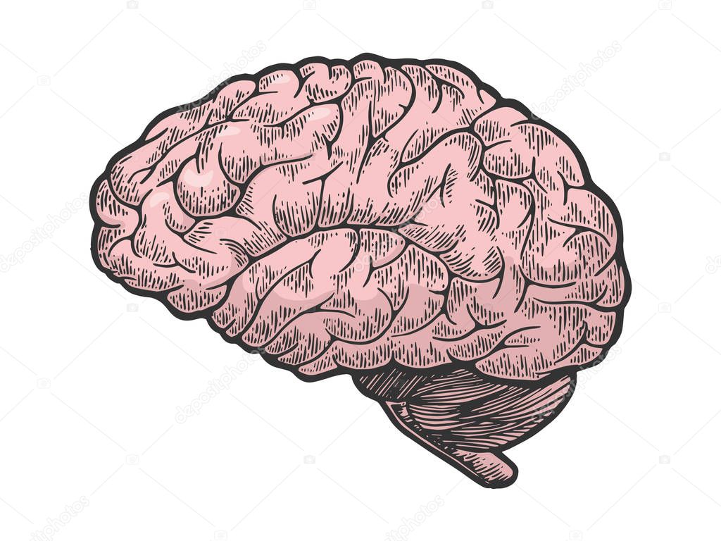 Human brain schematic vintage color sketch engraving vector illustration. Scratch board style imitation. Black and white hand drawn image.