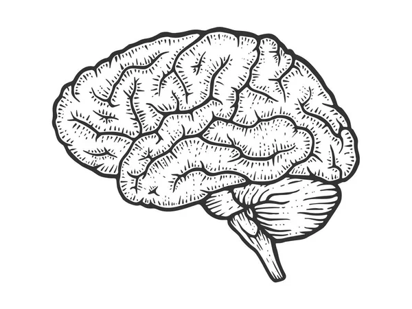 Cérebro humano esquemático vintage esboço gravura vetor ilustração. Imitação de estilo Scratch board. Imagem desenhada à mão preto e branco . — Vetor de Stock