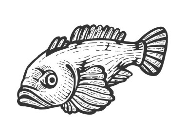 Goby balık hayvan çizim oyma vektör illüstrasyon. Scratch tahta tarzı taklit. Siyah beyaz elle çizilmiş görüntü.