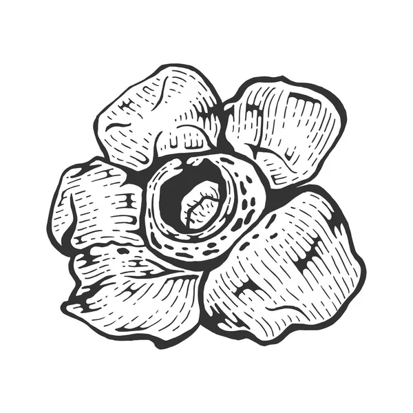Rafflesia parasite fleur géante croquis ligne art gravure vectoriel illustration. Imitation de style scratch board. Image dessinée à la main noir et blanc . — Image vectorielle