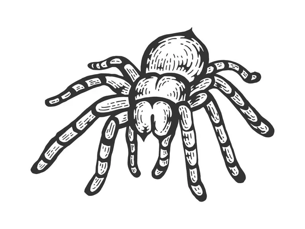 Tarantula Lycosa Wilk pająk szkic linia sztuka Grawerowanie wektor ilustracji. Imitacja stylu deski. Czarno-biały rysunek ręcznie rysowane. — Wektor stockowy