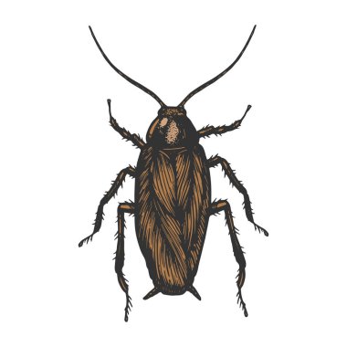 Hamamböceği böcek renk kroki çizgi sanat gravür vektör illüstrasyon. Scratch tahta tarzı taklit. Siyah beyaz elle çizilmiş görüntü.