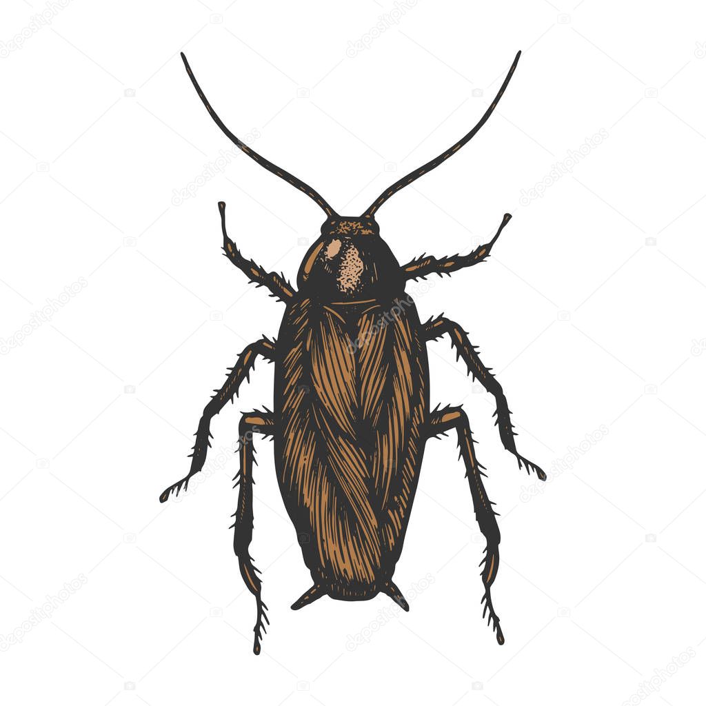 Cockroach bug insect color sketch line art engraving vector illustration. Scratch board style imitation. Black and white hand drawn image.