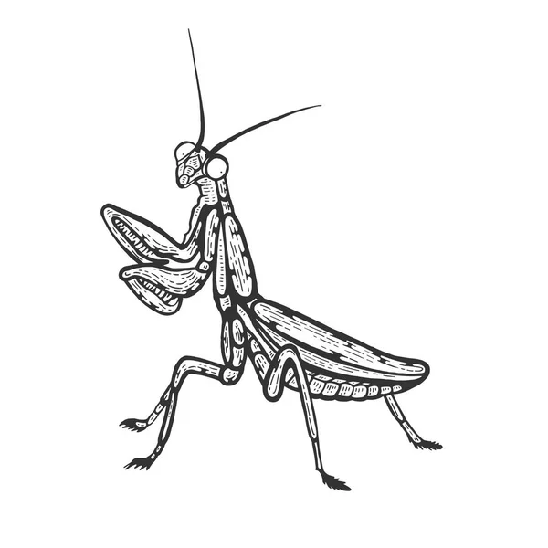 Mantis schiță linie de artă gravură ilustrație vectorială. Scratch bord stil imitație. Imagine desenată de mână alb-negru . — Vector de stoc