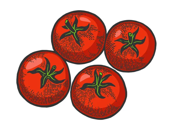 Tomate planta cor esboço gravura vetor ilustração. Imitação de estilo Scratch board. Imagem desenhada à mão . — Vetor de Stock