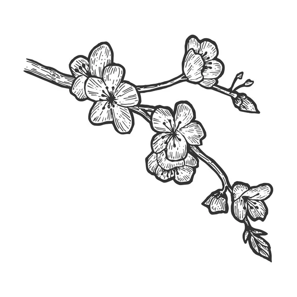 Cherry blossom skiss gravyr vektorillustration. Repa styrelsen stil imitation. Handen ritade bilden. — Stock vektor