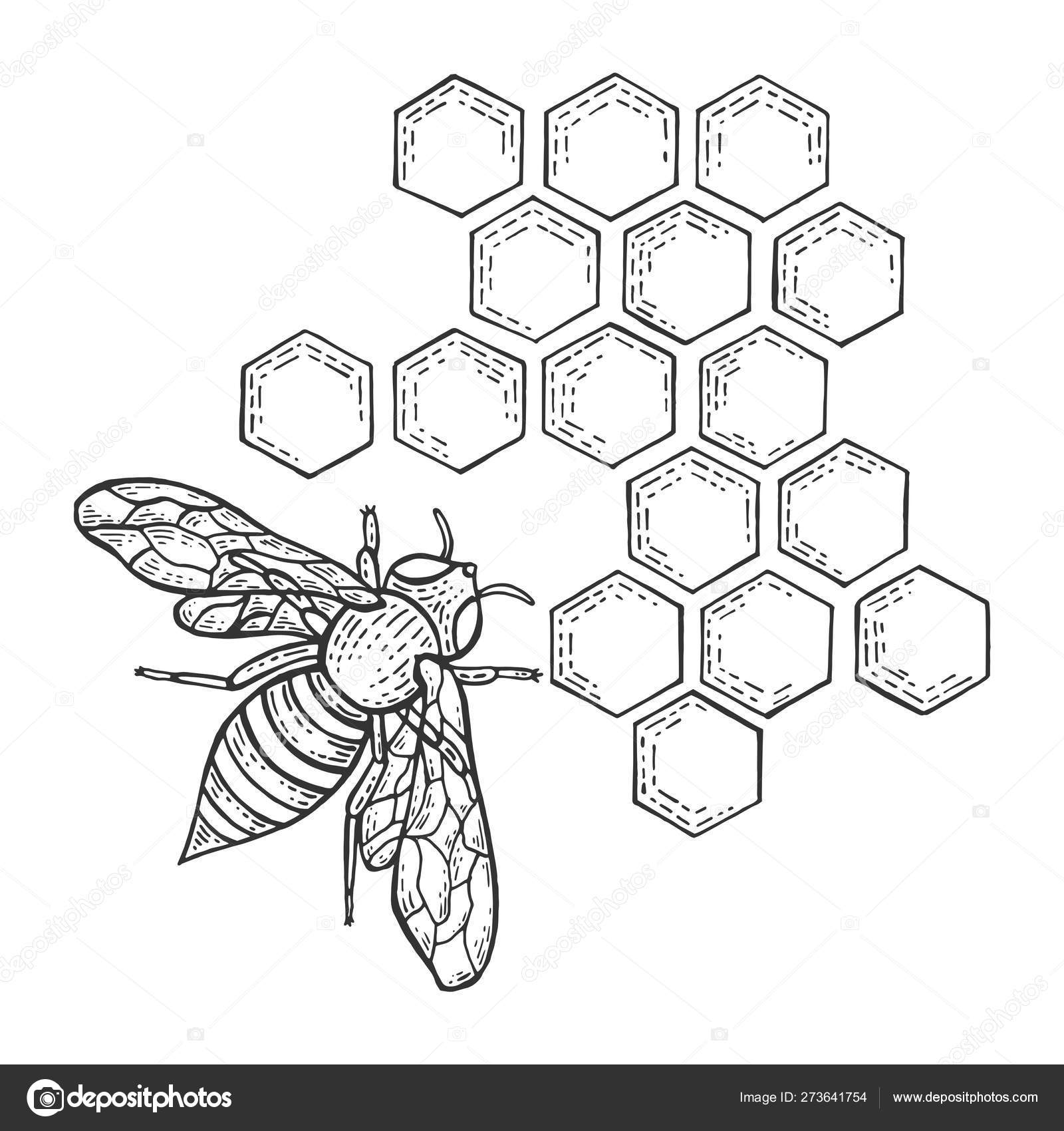 Honey bee and honeycomb insect animal sketch engraving vector