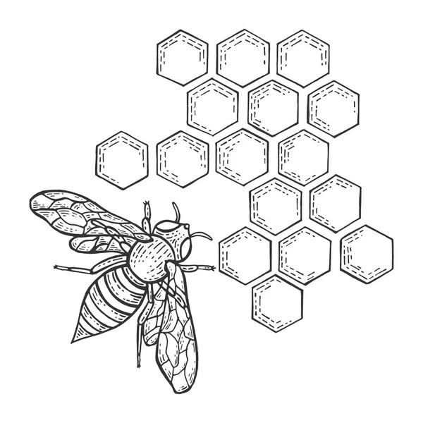 Honey Bee en honingraat insect dierlijke schets gravure vector illustratie. Imitatie van Scratch board stijl. Zwart-wit hand getekende afbeelding. — Stockvector