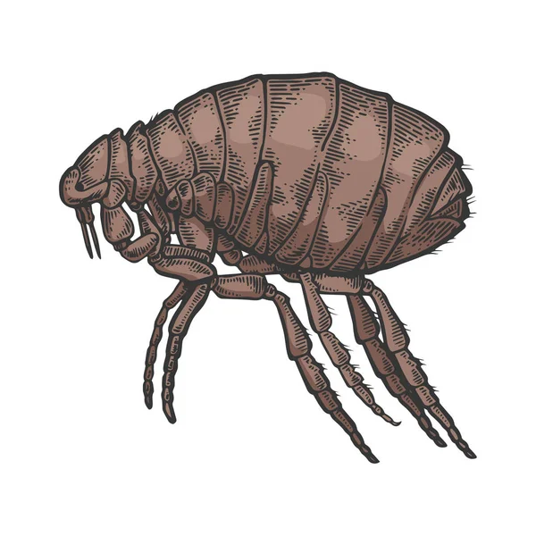 Pire böcek paraziti renk kroki oyma vektör illüstrasyon. Karalama panosu tarzı taklit. Siyah beyaz el çizilmiş görüntü. — Stok Vektör