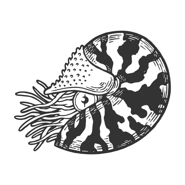 Nautilus sea Caridea croquis animal gravure vectorielle illustration. Imitation de style scratch board. Image dessinée à la main noir et blanc . — Image vectorielle