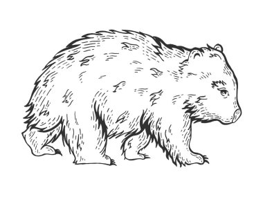 Wombat hayvan çizimi, kabartma vektör çizimi. Tahta sitili taklit. Siyah beyaz el çizimi resim.