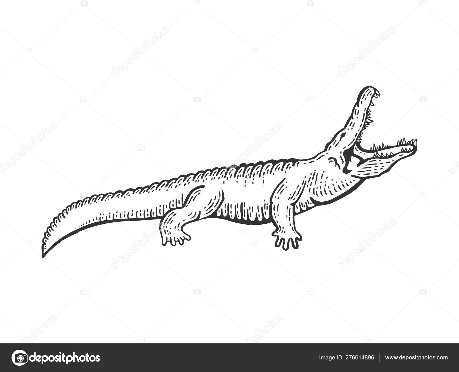 Alligator crocodile sketch engraving vector Scratch