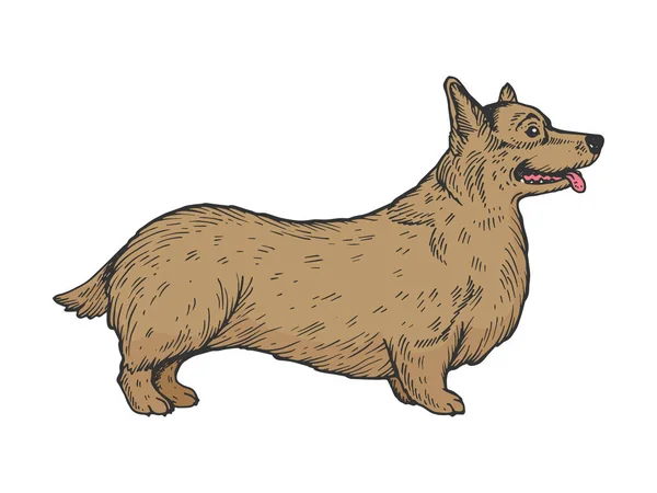 Walisischer Corgi Hund Skizze Graviervektor — Stockvektor