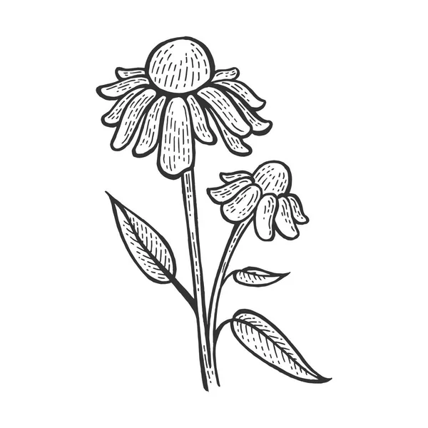Echinacea purpurea planta médica esboço gravura vetor ilustração. Imitação de estilo Scratch board. Imagem desenhada à mão . —  Vetores de Stock