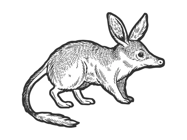 Bandicoot animal bosquejo grabado vector ilustración. Scratch board estilo imitación. Imagen dibujada a mano . — Vector de stock