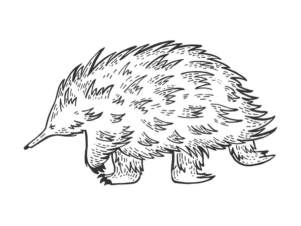 Korte-Beaked Echidna dierlijke schets gravure vector illustratie. Imitatie van Scratch board stijl. Hand getekende afbeelding. — Stockvector