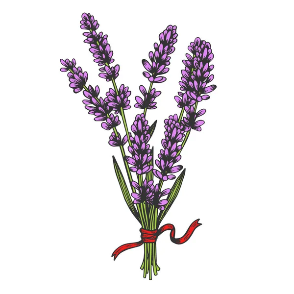 Lavendel blomma växt färg skiss gravyr vektor illustration. Scratch Board stil imitation. Svart och vit handritad bild. — Stock vektor