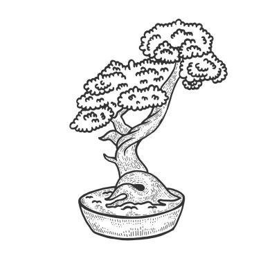 Bonsai japon ağaç kroki vektör illüstrasyon. Scratch tahta tarzı taklit. Elle çizilmiş görüntü.