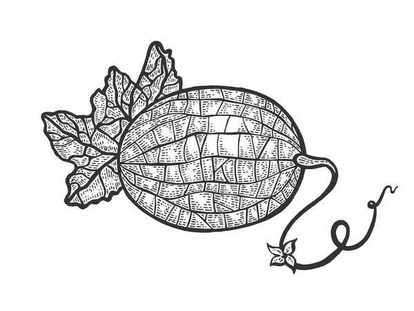 Melón planta frutal bosquejo grabado vector ilustración. Scratch board estilo imitación. Imagen dibujada a mano . — Archivo Imágenes Vectoriales