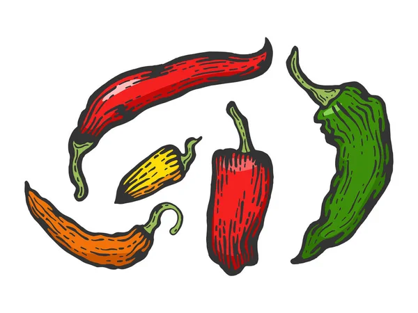 Peppers cor esboço gravura vetor ilustração. Imitação de estilo Scratch board. Imagem desenhada à mão . — Vetor de Stock