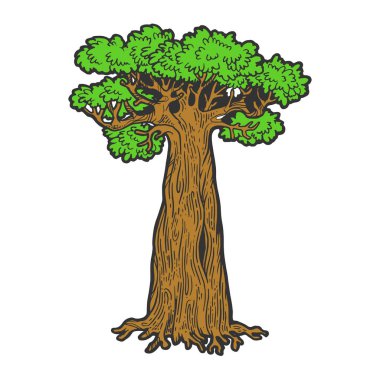 Baobab maymun ekmek ağacı renk kroki gravür vektör illüstrasyon. Scratch tahta tarzı taklit. Elle çizilmiş görüntü.