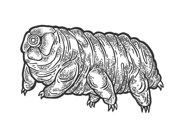 Tardigrade água urso musgo leitão micro animal esboço gravura vetor ilustração. T-shirt vestuário impressão design. Imitação de estilo Scratch board. Imagem desenhada à mão preto e branco . — Vetor de Stock