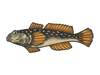 Goby balık hayvan rengi kroki gravür vektör illüstrasyon. Tee gömlek giyim baskı tasarımı. Scratch tahta tarzı taklit. Siyah beyaz elle çizilmiş görüntü.
