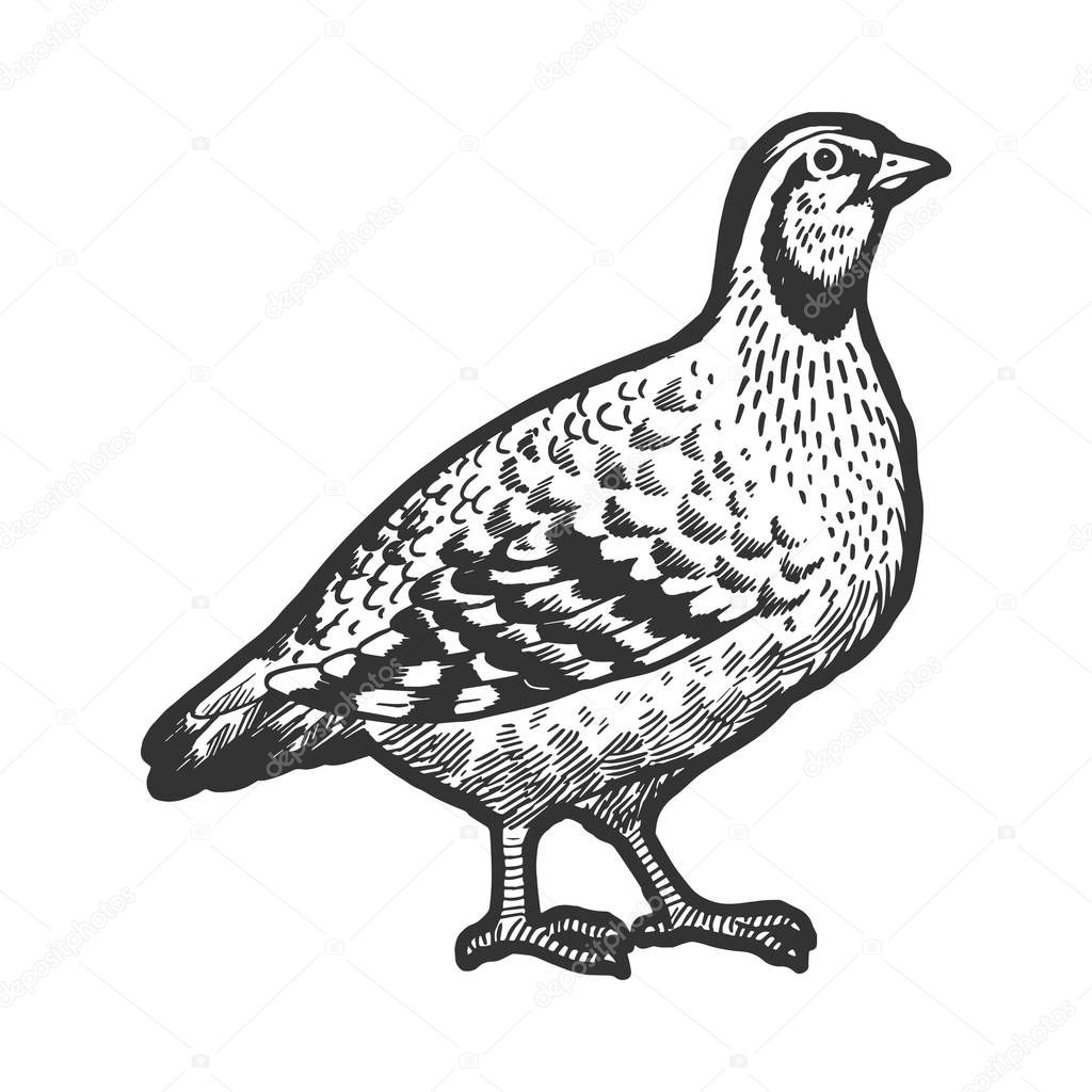 Partridge Perdix bird sketch engraving vector illustration. Tee shirt apparel print design. Scratch board style imitation. Hand drawn image.
