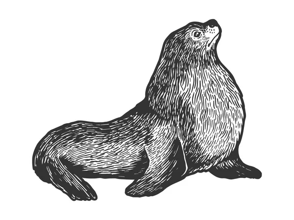 Sea Lion Seal manliga djur skiss gravering vektor illustration. Scratch Board stil imitation. Svart och vit handritad bild. — Stock vektor