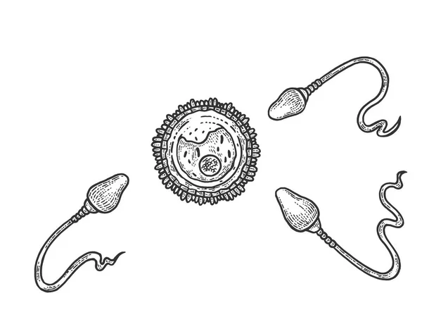 Illustrazione del vettore di incisione di ovuli e spermatozoi umani. Imitazione in stile gratta e vinci. Immagine disegnata a mano in bianco e nero . — Vettoriale Stock