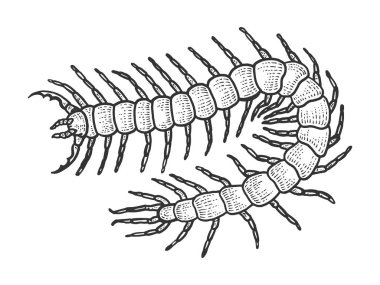 Scolopendra böcek hayvan çizim gravür vektör illüstrasyon. Scratch tahta tarzı taklit. Siyah beyaz elle çizilmiş görüntü.