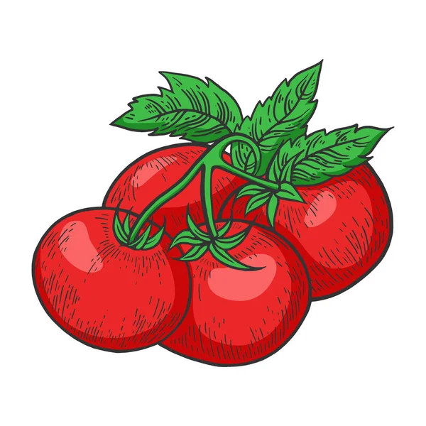 토마토 식물 분기 색상 스케치 조각 벡터 일러스트레이션입니다. 티 셔츠 의류 프린트 디자인. 스크래치 보드 스타일 모방. 손으로 그린 이미지. — 스톡 벡터