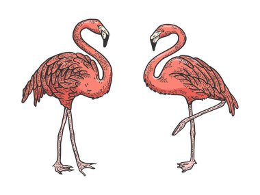 Flamingo kuş rengi kroki gravür vektör illüstrasyon. Tee gömlek giyim baskı tasarımı. Scratch tahta tarzı taklit. Siyah beyaz elle çizilmiş görüntü.