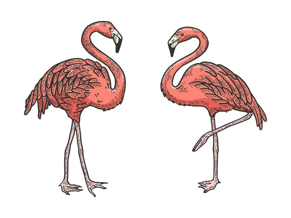 Illustration vectorielle de gravure d'esquisse couleur Flamingo oiseau. Tee shirt habillement imprimé design. Imitation de style scratch board. Image dessinée à la main noir et blanc . — Image vectorielle