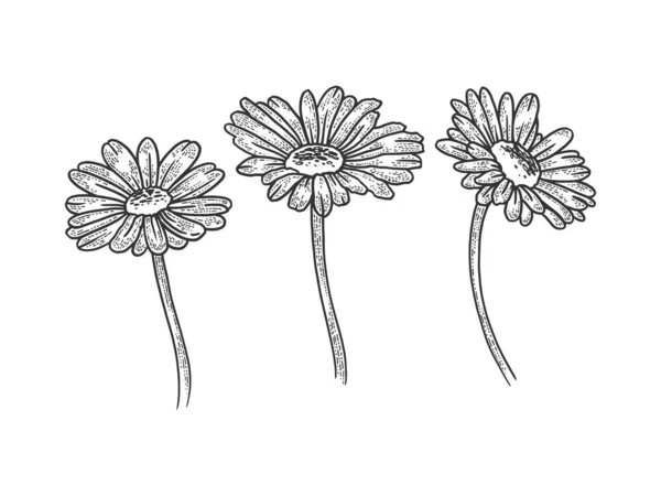 Ромашкова ромашка квітка ескіз гравіювання Векторні ілюстрації. Дизайн футболки для друку. Імітація стилю подряпини дошки. Чорно-біле намальоване зображення руки . — стоковий вектор