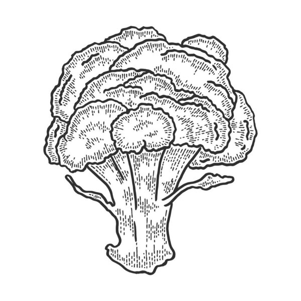 Broccoli vegetable sketch engraving vector illustration. T-shirt apparel print design. Scratch board style imitation. Black and white hand drawn image.