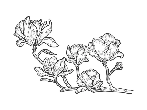 Magnolia árvore flor esboço gravura vetor ilustração. T-shirt design de impressão de vestuário. Imitação de estilo Scratch board. Imagem desenhada à mão preto e branco . —  Vetores de Stock