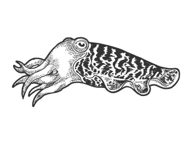 Cuttlefish marine mollusc animal sketch engraving vector illustration. T-shirt apparel print design. Scratch board style imitation. Hand drawn image. clipart