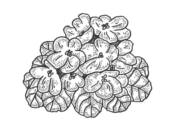 Violet λουλούδι σκίτσο χάραξη διάνυσμα εικόνα. Σχεδιασμός εκτύπωσης ρούχων T-shirt. Απομίμηση στυλ πίνακα γρατσουνιών. Ασπρόμαυρη ζωγραφισμένη στο χέρι εικόνα. — Διανυσματικό Αρχείο