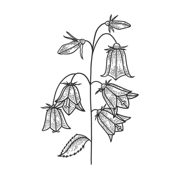 Campanula klocka blomma skiss gravyr vektor illustration. T-shirt kläder tryck design. Scratch board stil imitation. Svart och vit handritad bild. — Stock vektor