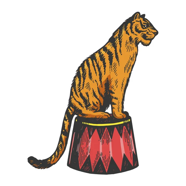 Circus tiger djur gravyr vektorillustration. Repa styrelsen stil imitation. Svart och vitt handen ritade bilden. — Stock vektor