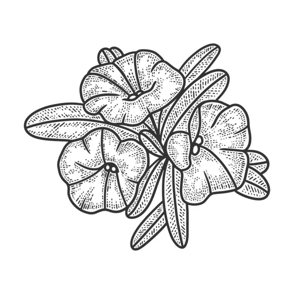 ペチュニアの花の植物のスケッチのベクトルのイラストを彫る。Tシャツのアパレルプリントデザイン。スクラッチボードの模倣。黒と白の手描き画像. — ストックベクタ